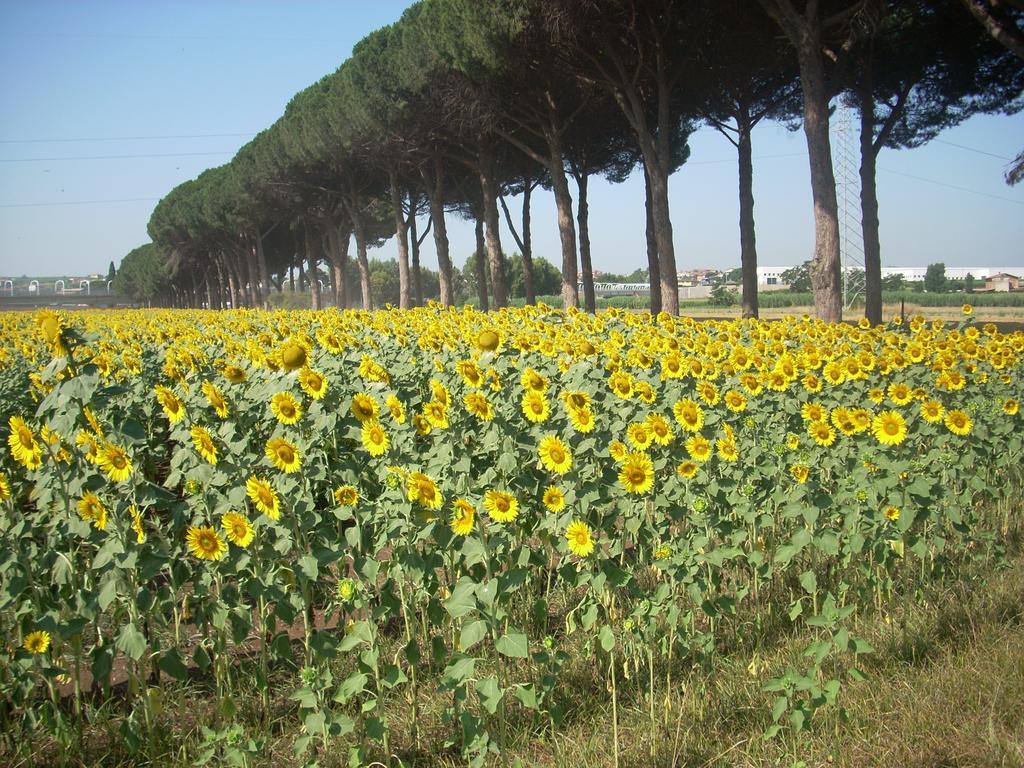 Agriturismo Pantano Borghese Monte Compatri Ruang foto